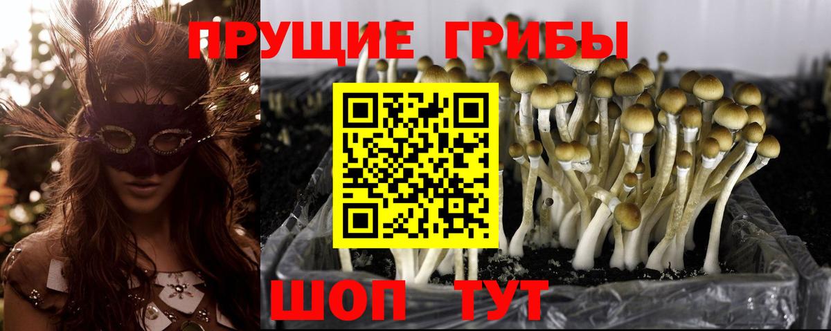 Псилоцибиновые грибы Psilocybe  Псилоцибиновые грибы GOLDEN TEACHER  Анапа  где купить   Вход с VPN 